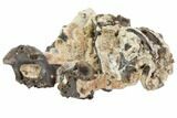 Permian Reptile Vertebrae & Bone Fragments - Oklahoma #79495-1
